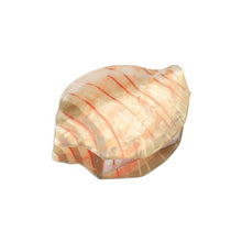 Load image into Gallery viewer, Shell Hair Claw Clip
